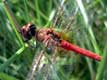 DÃ©tail libellule rouge / Espagne, Ampurias