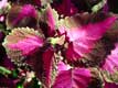 feuilles rouges / France, Besancon