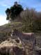 �ne devant la ruine du chateau