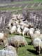 Moutons dans les vignes