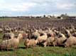 moutons dans les vignes