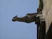Gargouille de l'Hôtel des abbés de Cluny / France, Paris, Cluny