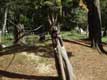 gibbon suspendu � une corde / France, Bretagne