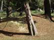 gibbon noir � t�te aur�ol�e de blanc / France, Bretagne