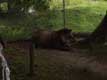 tapir / France, Bretagne