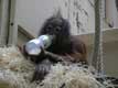 Petit orang outang boit son biberon