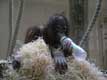 petit orang outang boit son biberon / France, Paris, Menagerie du jardin des plantes