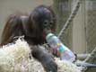petit orang outang boit son biberon / France, Paris, Menagerie du jardin des plantes