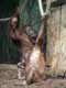 Mâle et femelle orang outang