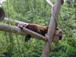Le petit Panda des forêts himalayennes vit entre 2000 et 3000m d'altitude et est un ours (ursidés) et non un raton laveur / France, Paris, Menagerie du jardin des plantes