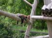 Petit Panda affalé sur un bambou