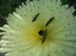 Polen sur insectes sur fleurs
