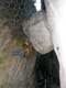 Rocher de l'aigle, arrêté par l'étroitesse de la gorge / France, Languedoc Roussillon, Gorges de la Fou