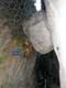 rocher de l'aigle, arr�t� par l'�troitesse de la gorge