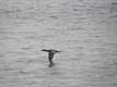 Vol de cormoran sur l'eau