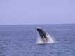 Saut de la Baleine à bosse ou petite jubarde au large des côtes Canadiennes / Canada, Gaspesie, Percé