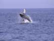 Saut d'une petite baleine à bosse, on voit trè bien les deux nageoires de la petite jubarde.