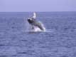 Saut d'une petite baleine  bosse, on voit tr bien les deux nageoires de la petite jubarde.