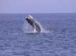 Baleine à bosse jallit hors de l'eau / Canada, Gaspesie, Percé