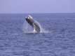 Baleine  bosse jallit hors de l'eau