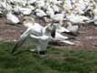 Fou de Bassan / Canada, Gaspesie, Perc�, Ile Bonaventure