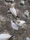 Femelles fou de bassan et leurs petits en duvet / Canada, Gaspesie, Ile Bonaventure