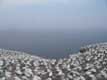 Au bord de la falaise nichent les 200.000 fous de bassans