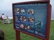 comportements du fou de Bassan / Canada, Gaspesie, Perc�, Ile Bonaventure