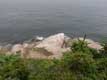 Cormorans et goélands sur rocher avançant dans la mer / Canada, Gaspesie, Ile Bonaventure