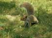 écureuil dresse l'oreille,queue en panache / Canada, Montreal, Mont Royal