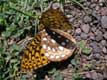 Ailes de papillon / Canada, Nouveau Brunswick, Fundy Hopewell Rocks