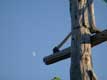 Hache plantée sur vieille croix de bois et demi-lune / Canada, Quebec, Bas St Laurent