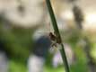 insecte aux longues antennes sur tige / france, Pyrenees Orientales