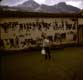 mur de vaches / inconnu