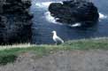 Mouette au bord de la falaise / France, Bretagne