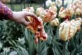 Mains ouvrant les pÃ©tales des tulipes / Hollande, Keukenhof