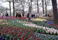 Tulipes multiclores / Hollande, Keukenhof