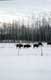 Bisons dans la neige / Canada, Alberta, Calgary