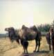 chameau / France, Peaugres, safari parc