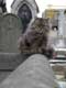 Chat serein sur le bord d'une tombe