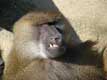 Vieux babouin gueule cassée / France, Paris, Vincennes, Zoo de Vincennes