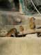 Couple et bébé babouins de Guinée / France, Paris, Vincennes, Zoo de Vincennes
