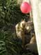Coati roux, queue annelÃ©e nez pointu en trompe sautent pour attraper le ballon rouge