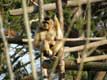 Gibbon sur son perchoir / France, Paris, Vincennes, Zoo de Vincennes