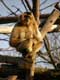 Gibbon immobile sur son perchoir / France, Paris, Vincennes, Zoo de Vincennes