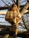 Gibbon / France, Paris, Vincennes, Zoo de Vincennes