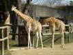 Girafes / France, Paris, Vincennes, Zoo de Vincennes