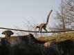 Lémurien Diurne, le Maki catta marche sur une corde suspendue, queue en l'air / France, Paris, Vincennes, Zoo de Vincennes