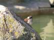 t�te de moineau derri�re le rocher