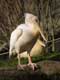 Pélican blanc vole en formation en chevron